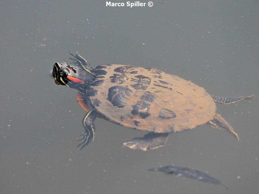 Trachemys scripta elegans